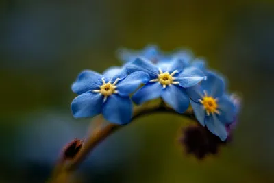 Незабудка полевая (Myosotis arvensis) - PictureThis