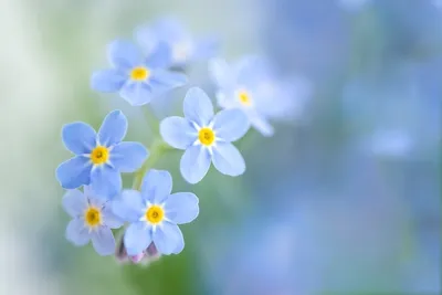 Закройте красивые маленькие голубые цветы незабудки | Премиум Фото