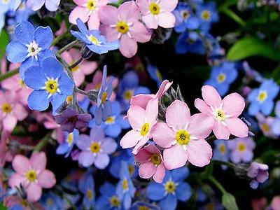 Красивые цветки незабудки на деревянной предпосылке Стоковое Фото -  изображение насчитывающей зеленый, чувствительно: 148263812