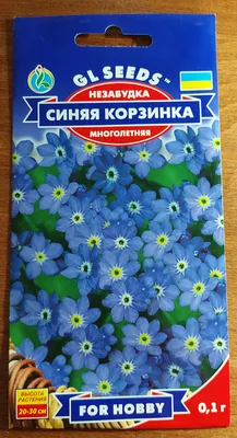картинка с красивыми голубыми цветочками, картинка незабудки цветы, синий,  цветок фон картинки и Фото для бесплатной загрузки