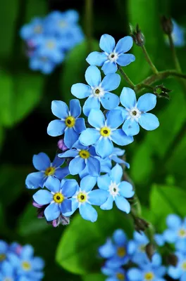 Маленькие синие цветочки - 68 фото