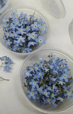 Семена Незабудки Синяя корзинка (ID#370092285), цена: 7 ₴, купить на Prom.ua