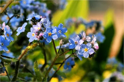 Голубые Незабудки Цветы Изолированы Белом Фоне стоковое фото ©ksena32  521441424