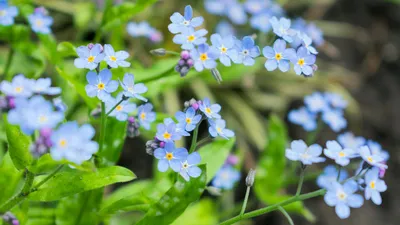 Незабудки Цветы Синий - Бесплатное фото на Pixabay - Pixabay