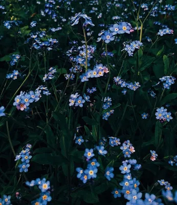 Скачать 1920x1080 незабудки, цветы, растение, синий обои, картинки full hd,  hdtv, fhd, 1080p