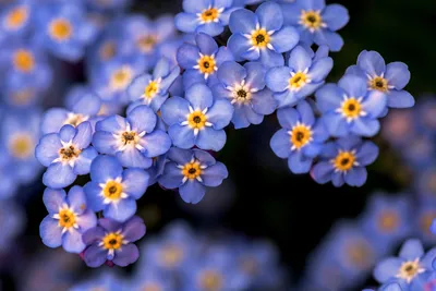 Скачать обои цветы, природа, незабудки, голубые, flowers разрешение  1024x600 #140032