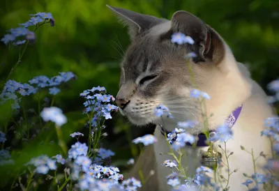 Комплект цветков незабудки голубых изолированных на белизне Стоковое  Изображение - изображение насчитывающей комплект, бело: 39188981