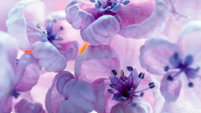 нежные фиолетовые цветы, фон Stock Vector | Adobe Stock