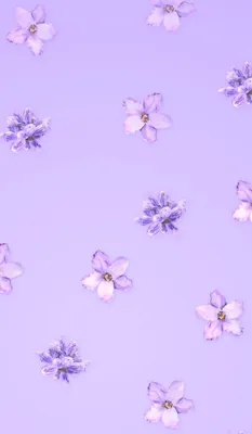 Нежно фиолетовые цветы - 80 фото