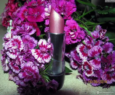 Нежные фиолетовые хризантемы Стоковое Изображение - изображение  насчитывающей промахов, легко: 128029719