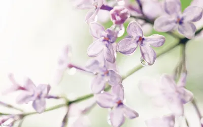 нежно фиолетовый цветок, стоковое изображение. изображение насчитывающей  дождь - 109900381
