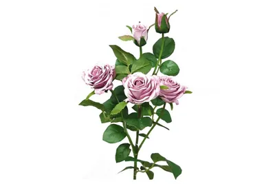 Нежно - фиолетовые тюльпаны в …» — создано в Шедевруме