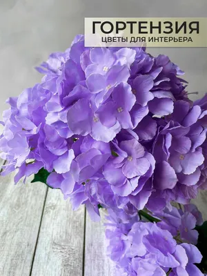Цветы нежно фиолетового цвета - 77 фото