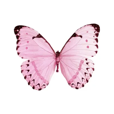 Картинки бабочки розовые - 71 фото