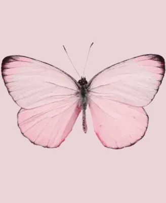 Розовые бабочки картинки - 75 фото