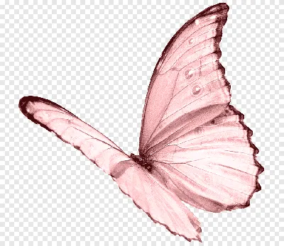 розовая бабочка png | PNGEgg