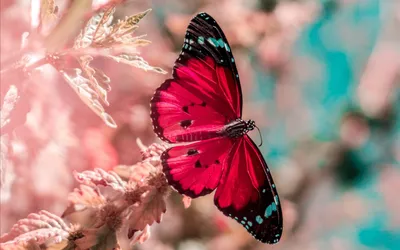 Розовые бабочки в природе (Большое количество фото) - treepics.ru