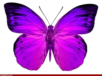 Бабочки в нежно-розовой и фиолетовой рамке в форме сердца с брызгами  акварельной краски | Премиум Фото