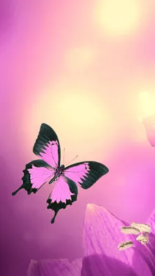 Сиреневые бабочки картинки - 68 фото