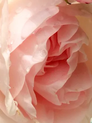 Нежно розовая роза | Розы, Розовые розы, Карта желаний