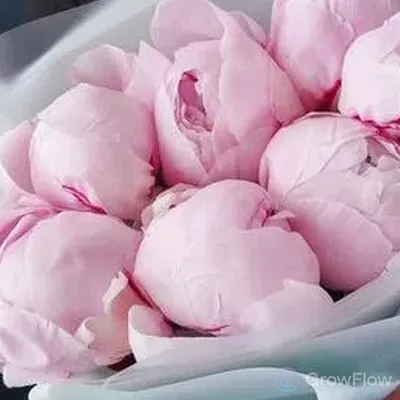 Купить саженцы - Многолетние цветы \"Пионы нежно-розовые\", Новосибирск,  доставка