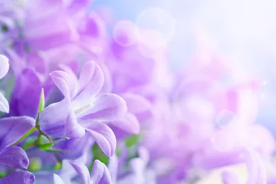 Букет мечты: самые нежные цветы для мамы | Vogue UA