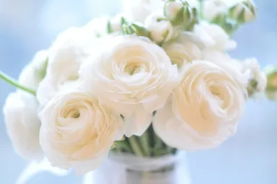 Мимишные и нежные цветы для ваших любимых. | Розабукет News | Дзен
