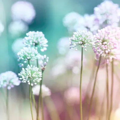 Красивые нежные цветы | Flower wallpaper, Tumblr flower, Flower painting