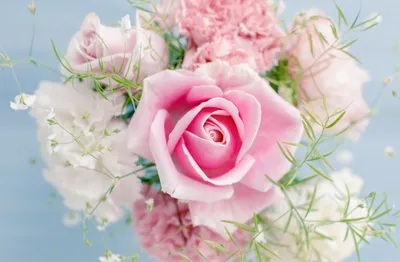 Обои Цветы Тюльпаны, обои для рабочего стола, фотографии цветы, тюльпаны, нежный  Обои для рабочего стола, скачать обои картинки заставки на рабочий стол.
