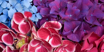 романтические нежные цветы фон для баннер концепция Стоковое Изображение -  изображение насчитывающей сторонника, свежесть: 221666233