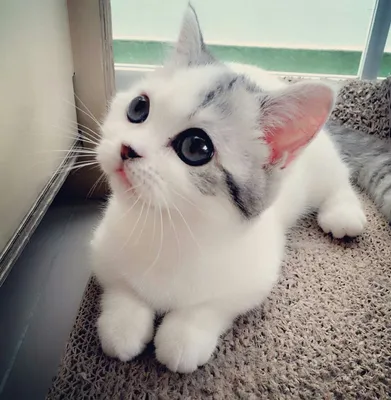 ТОП-9 самых красивых котов интернета | Жена Звездочета | Дзен