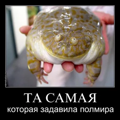 Демотиватор лягушка (46 фото) » Юмор, позитив и много смешных картинок