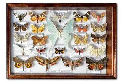 Сувенир - Ночные бабочки России (24 шт.) - рамка 240 x 350 x 35 мм
