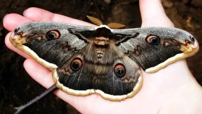 Ночные бабочки на тверской» — создано в Шедевруме