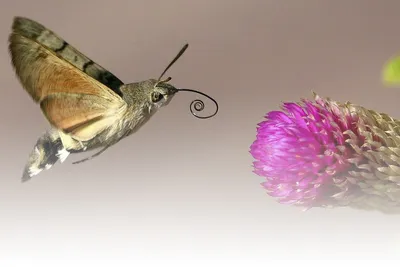 ночные бабочки с белым фоном. Стоковое Изображение - изображение  насчитывающей сумеречница, свет: 235667847
