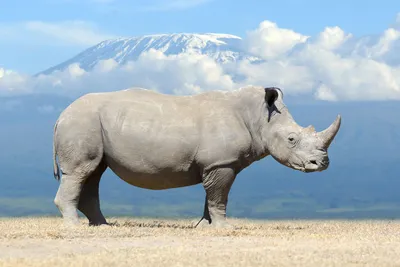 Австралия предложила метод спасения белых носорогов от браконьеров -  Российская газета