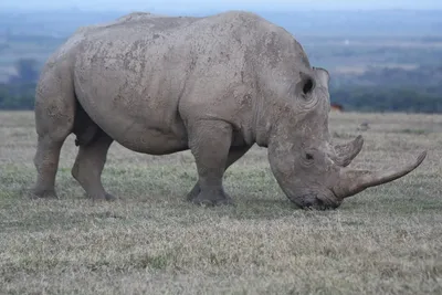 Умер последний самец северного белого носорога - BBC News Русская служба
