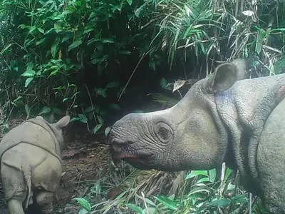 День защиты носорога: кого боятся эти животные