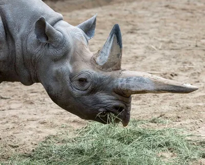 Unicornis носорога индийского носорога Стоковое Фото - изображение  насчитывающей одно, млекопитающее: 83423618