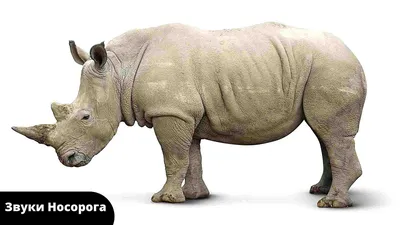 Детёныш чёрного носорога | Пикабу