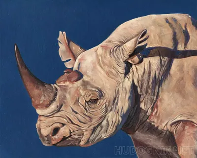 Чёрный носорог: Путь носорога – смерть. Самки вызывают самцов на поединок,  чтобы проверить их силу | Книга животных | Дзен