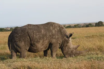 Портрет носорога стоковое фото. изображение насчитывающей тварь - 38127336