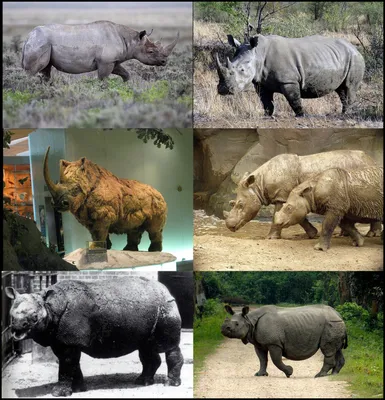 Индийский носорог, носорог Unicornis носорога Aka больший Одн-horned  Стоковое Изображение - изображение насчитывающей опасно, сафари: 146444243