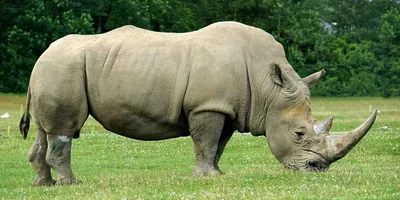 В мире остались только два последних белых северных носорога, Наджи и Фату,  обе самки | Пикабу
