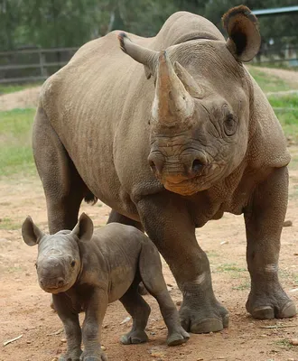 Фото носорога - origins.org.ua