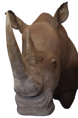 Носорогови – Уикипедия
