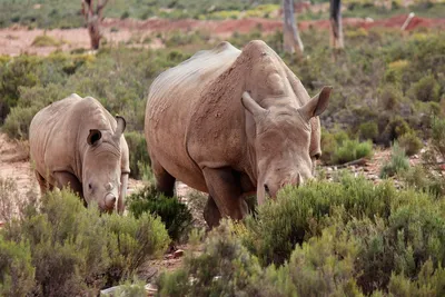 Носорог – описание, фото, виды, чем питается, где обитает