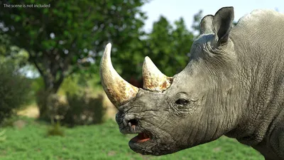 Завершено расследование причин смерти носорога в Таллиннском зоопарке -  Delfi RUS