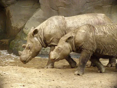 В мире животных-Носорог. | Magic moments | Дзен