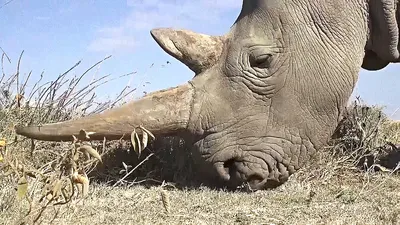 Носорога носорога с Simum Squarelipped Ceratotherium носорога белого  носорога птицы Стоковое Изображение - изображение насчитывающей портрет,  ясность: 186992019